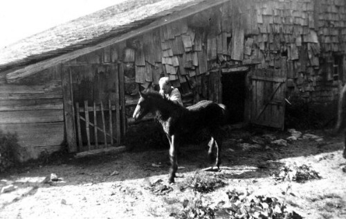 [Alpe Mösle, Mellau]