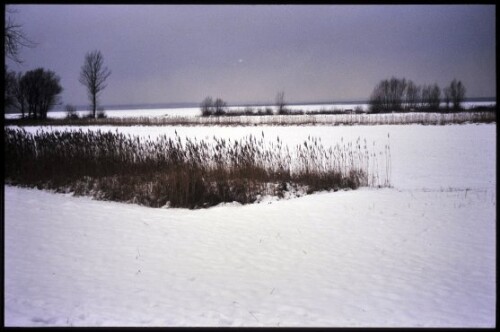 [Höchst, Rheindelta Nähe Rohrspitz]