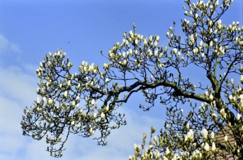 [Magnolien in der Bregenzer Oberstadt]