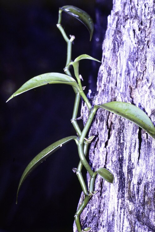 [Vanillepflanze (Orchidee)]