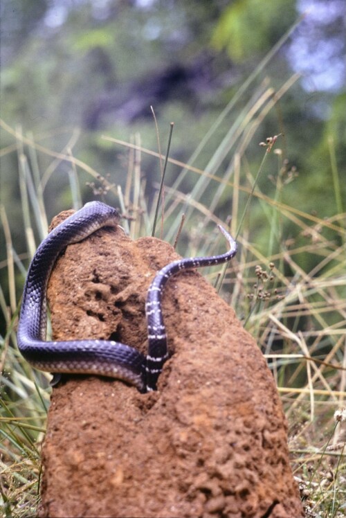 [Gewöhnliche Krait im Termitenhügel]