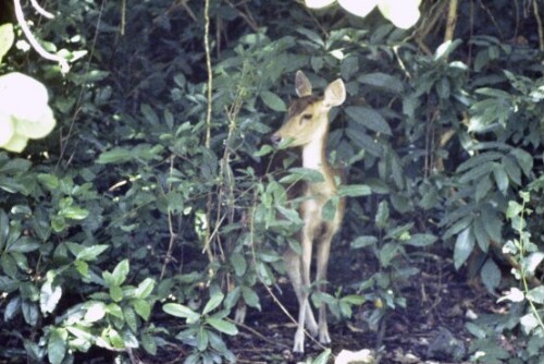 [Rehe, Vögel und Krokodile in Indien]