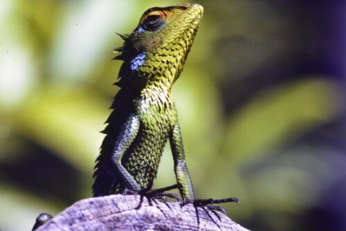 [Echsen, Schlangen und Vögel in Sri Lanka]