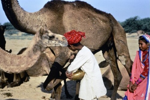 [Kamelmarkt in Pushkar]