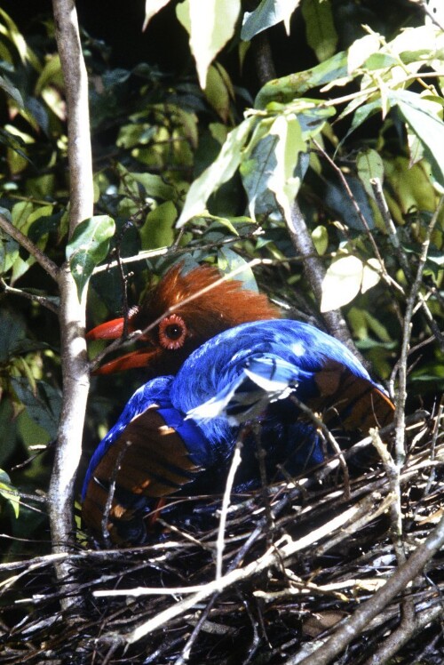 [Sri Lanka Blue Magpie, Schmuckkitta]
