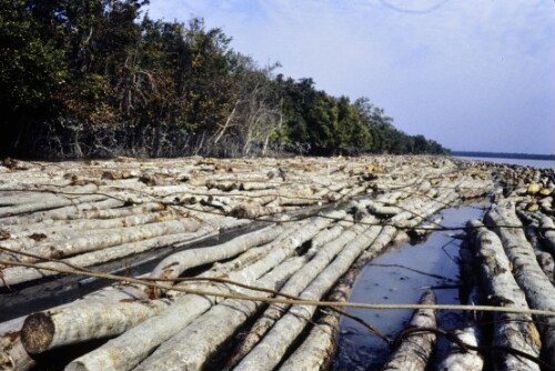 [Holztransport in den Sundarbans]