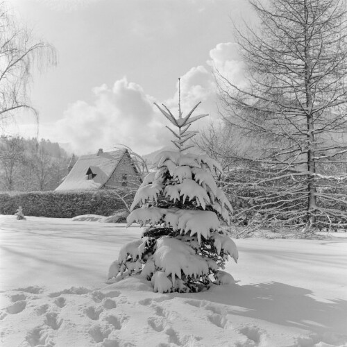 Dornbirn, verschneiter Baum