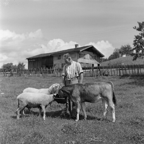 Langenegg, Parzelle Berkmann, Schafe