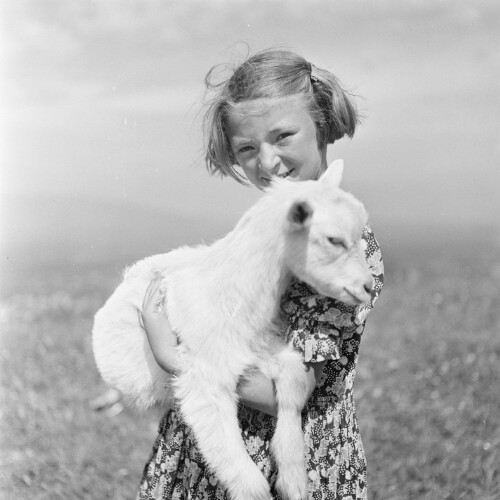 Schaf in den Armen eines Mädchens