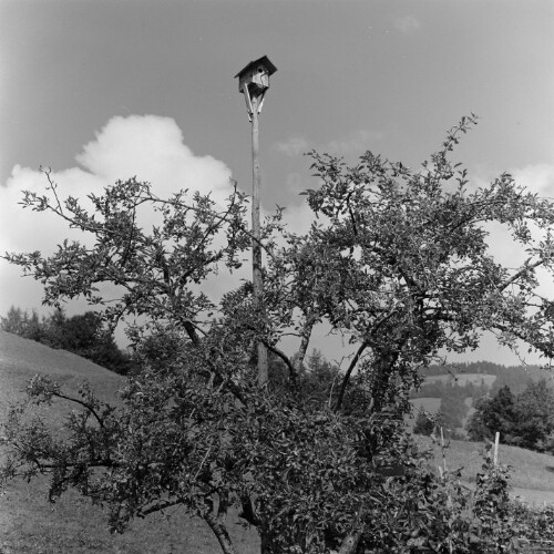 Baum mit Vogelhaus