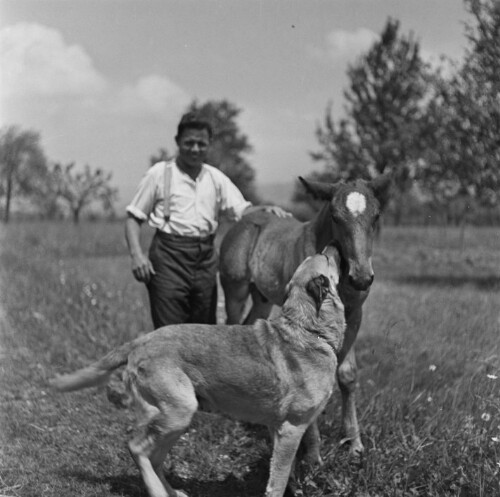 Bauer mit Pony und Hund