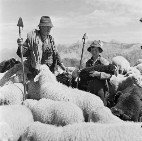 Schafe mit Hirten