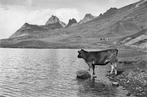 Der Scheidsee mit Kuh