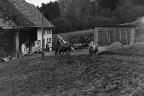 Bauernhof mit Pferden