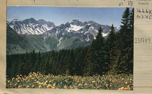 [Blumenwiese mit Blick zu den Schafalpenköpfen, Schüsser und Hochgehrenspitze / Stillachtal]