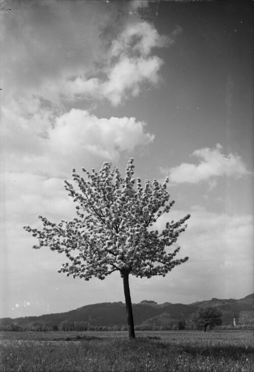 Blühender Baum bei Höchst