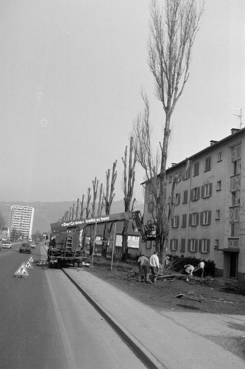Baumschneiden in der Rheinstraße