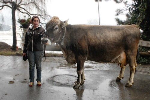Nenzing - Beschling - Schönste Kuh Österreichs