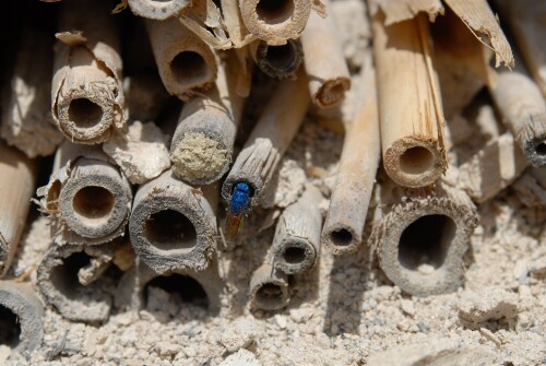 Röns - Goldwespe - Nisthilfe Wildbienen