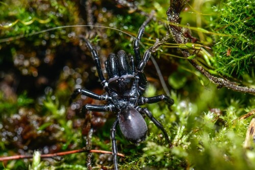 Schlins - Vogelspinne