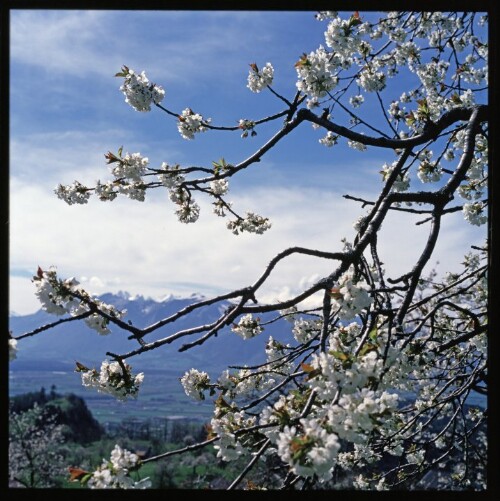 Fraxern - Kirschblüte