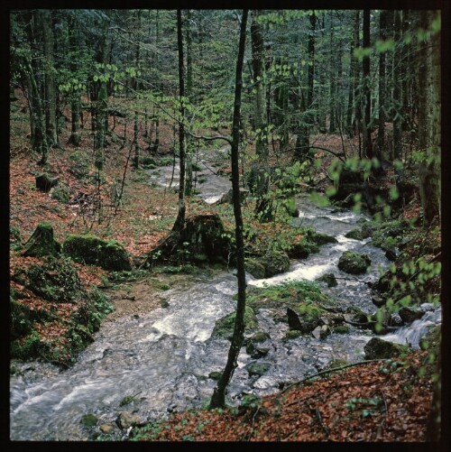 Bach im Wald - Motiv