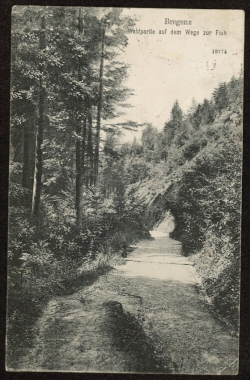Bregenz : Waldpartie auf dem Wege zur Fluh : [Postkarte ...]