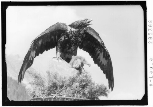 Adler mit Murmeltier als Beute